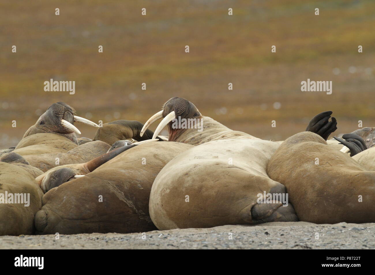 Groep Walrussen op de kust; Group of Walruss's on the shore Stock Photo