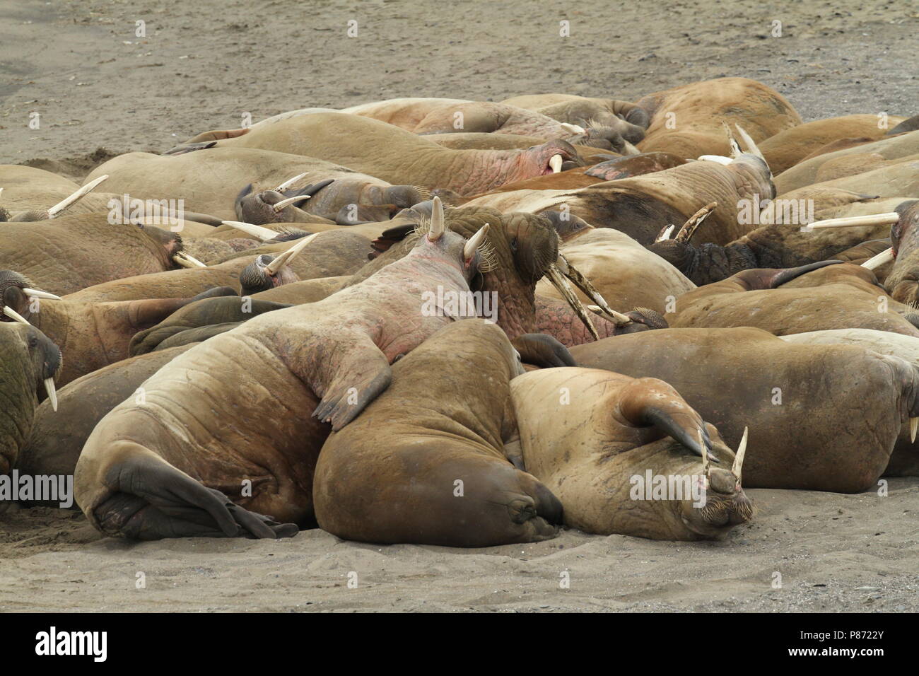 Groep Walrussen op de kust; Group of Walruss's on the shore Stock Photo