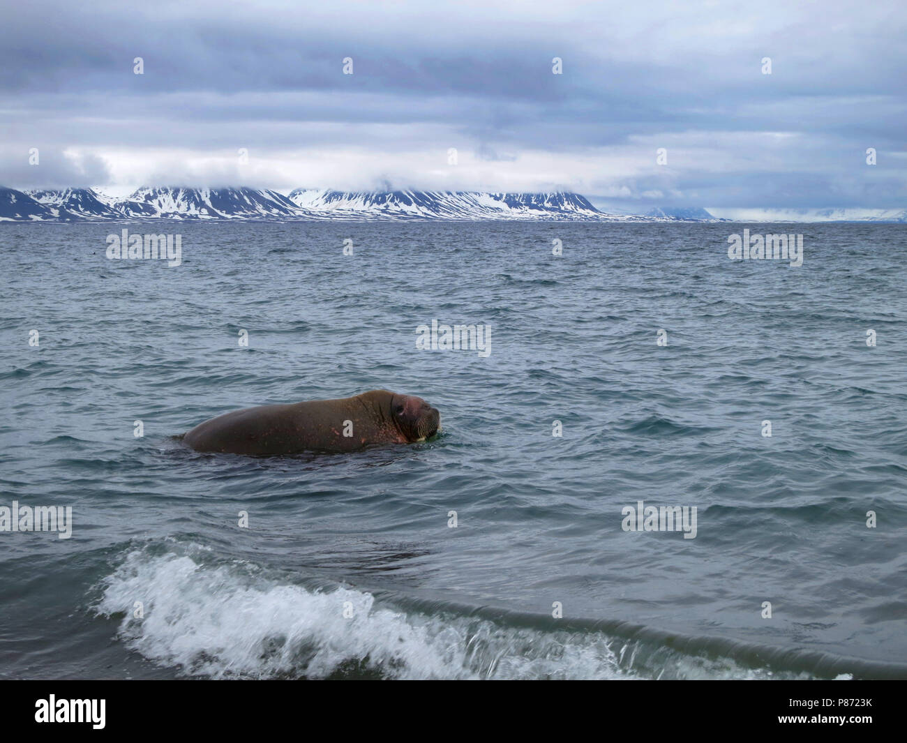 Walrus, Odobenus rosmarus, Spitsbergen, June 2014 Stock Photo