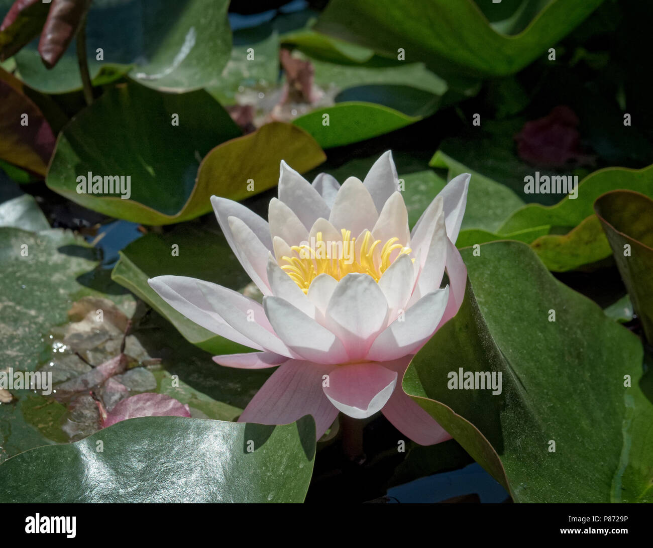 Flower of the European white water lily (Nymphaea alba) growing in the Bishop's Gardens, a public garden in Palma, Mallorca, Spain. Stock Photo