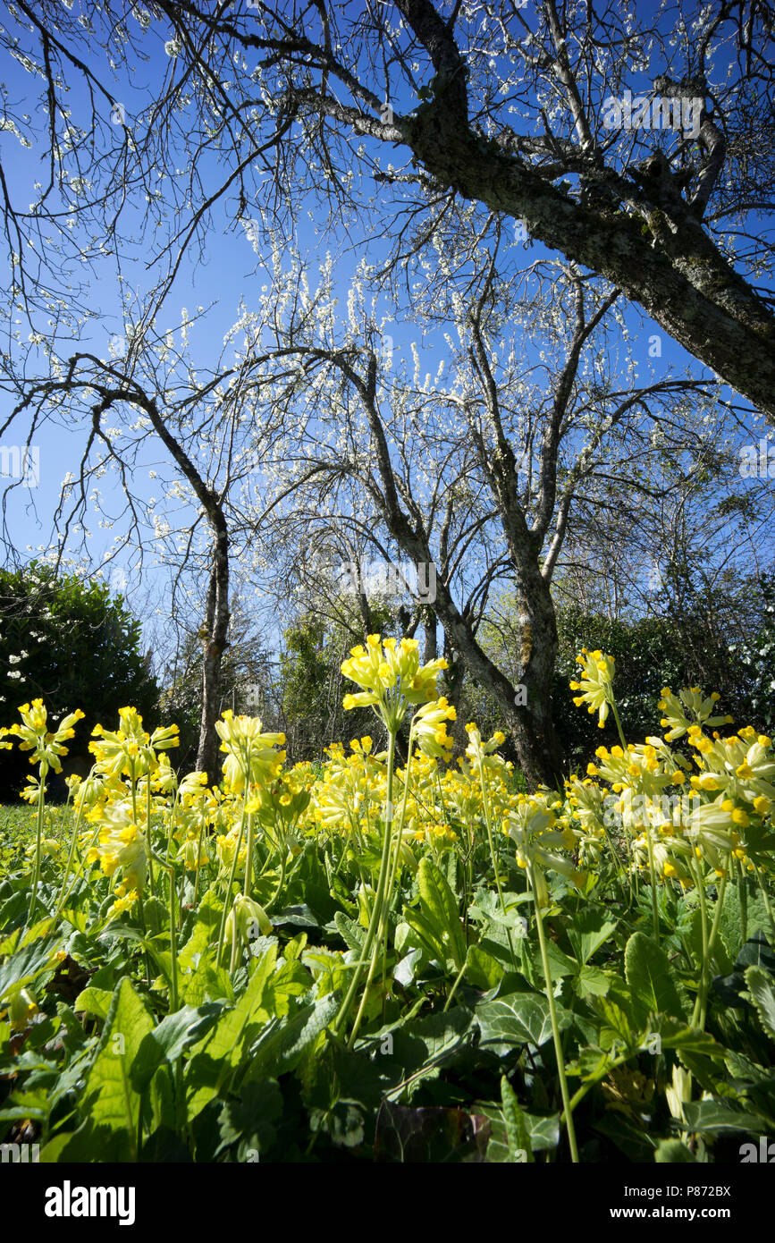 Primula veris or cowslips and plum blossom in a garden in the hamlet of St Martial, part of the commune of Varen, Tarn et Garonne, Occitanie, France Stock Photo