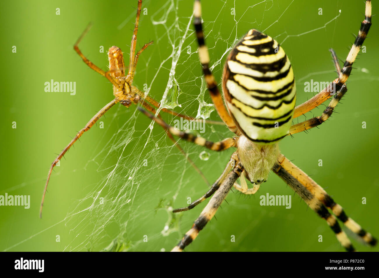 Mannetje en vrouwtje Wespspin op web, Male and female Wasp spider in web Stock Photo