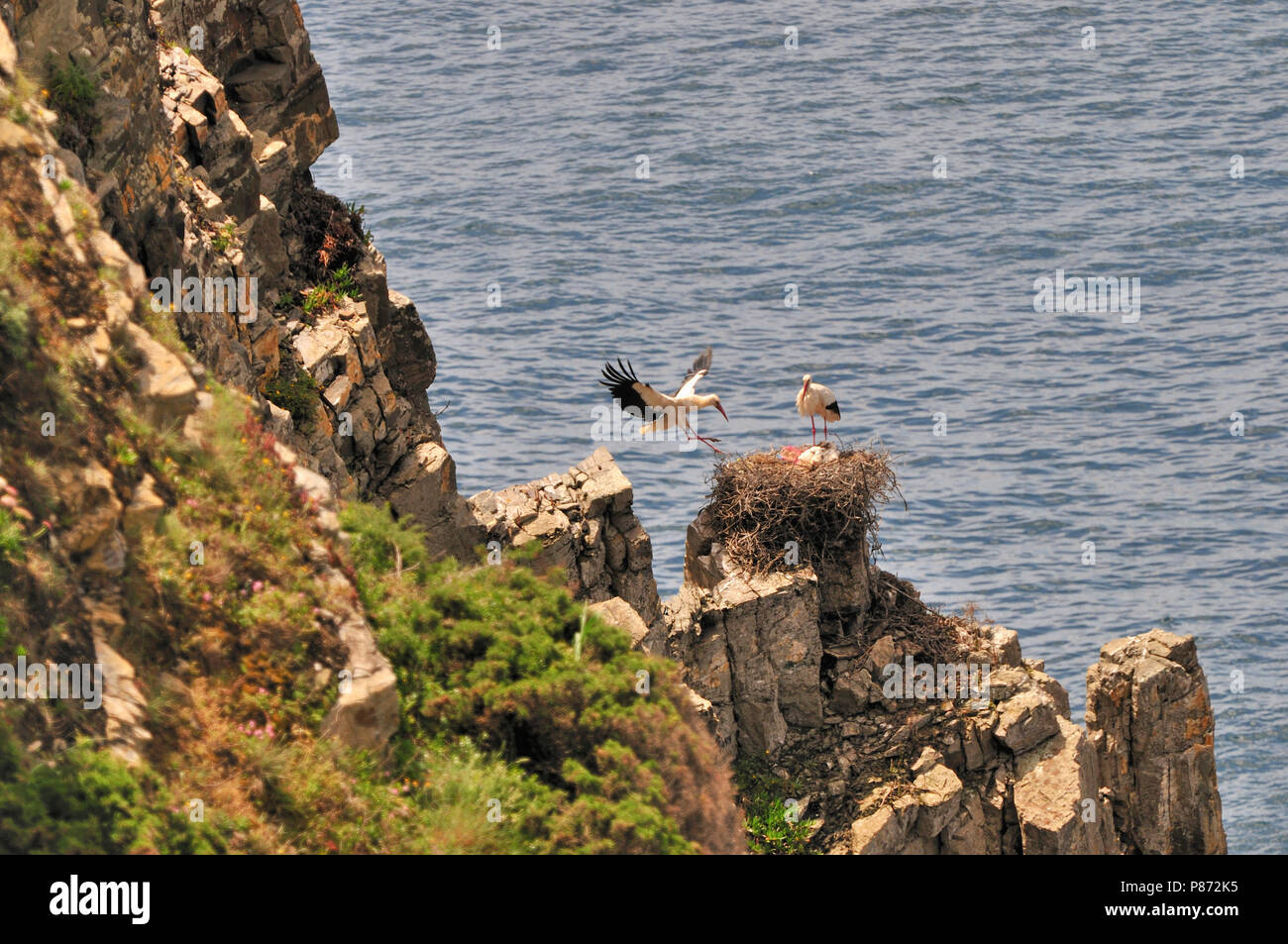 White Storks nesting on a seaside cliff in Portugal Stock Photo