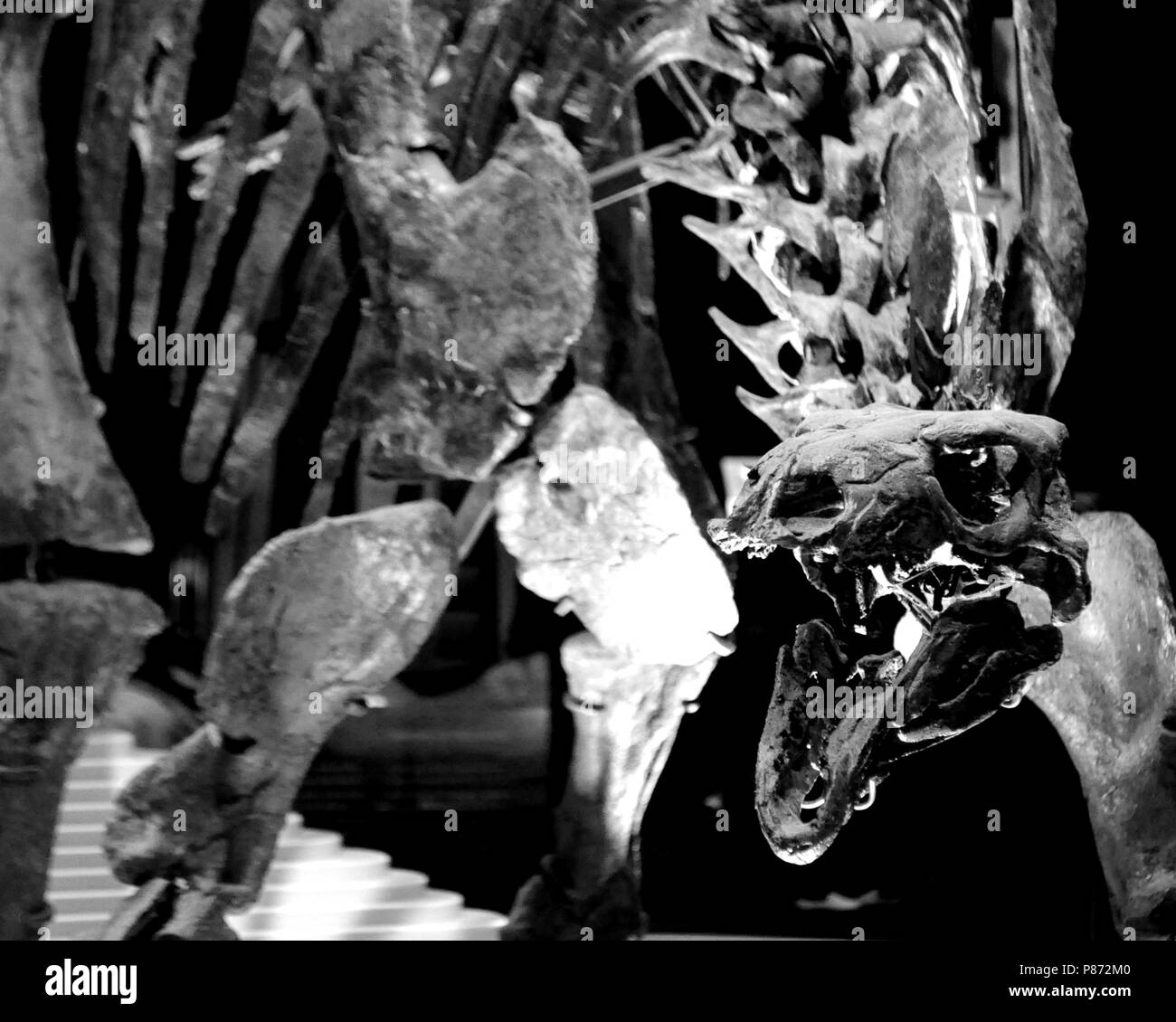 Stegosaurus skeleton 'Sophie' in Earth Hall of Natural History Museum, London, UK. Stock Photo