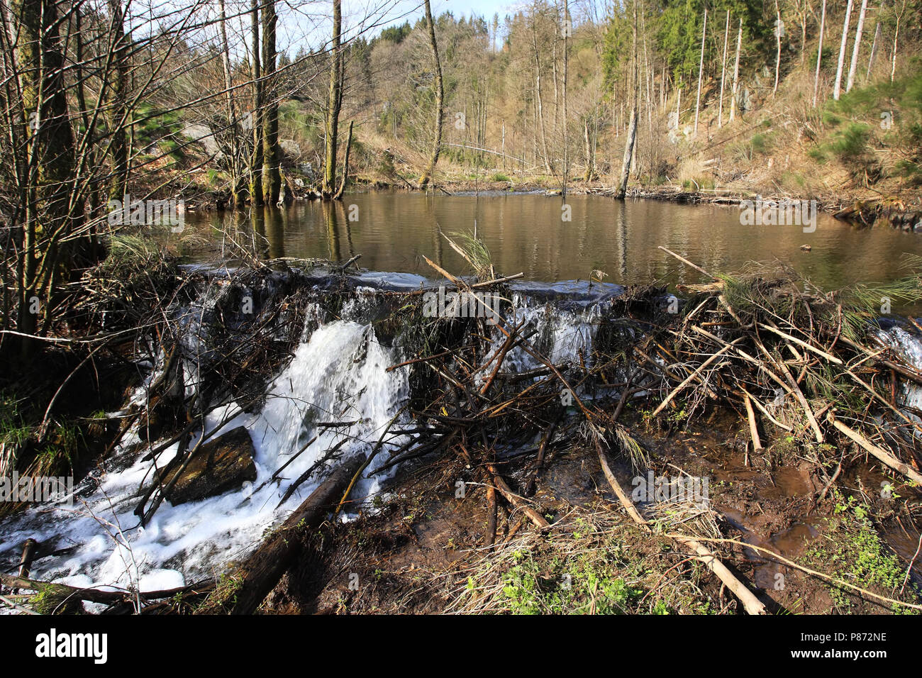 Bever dam; Beaver dam Stock Photo Alamy