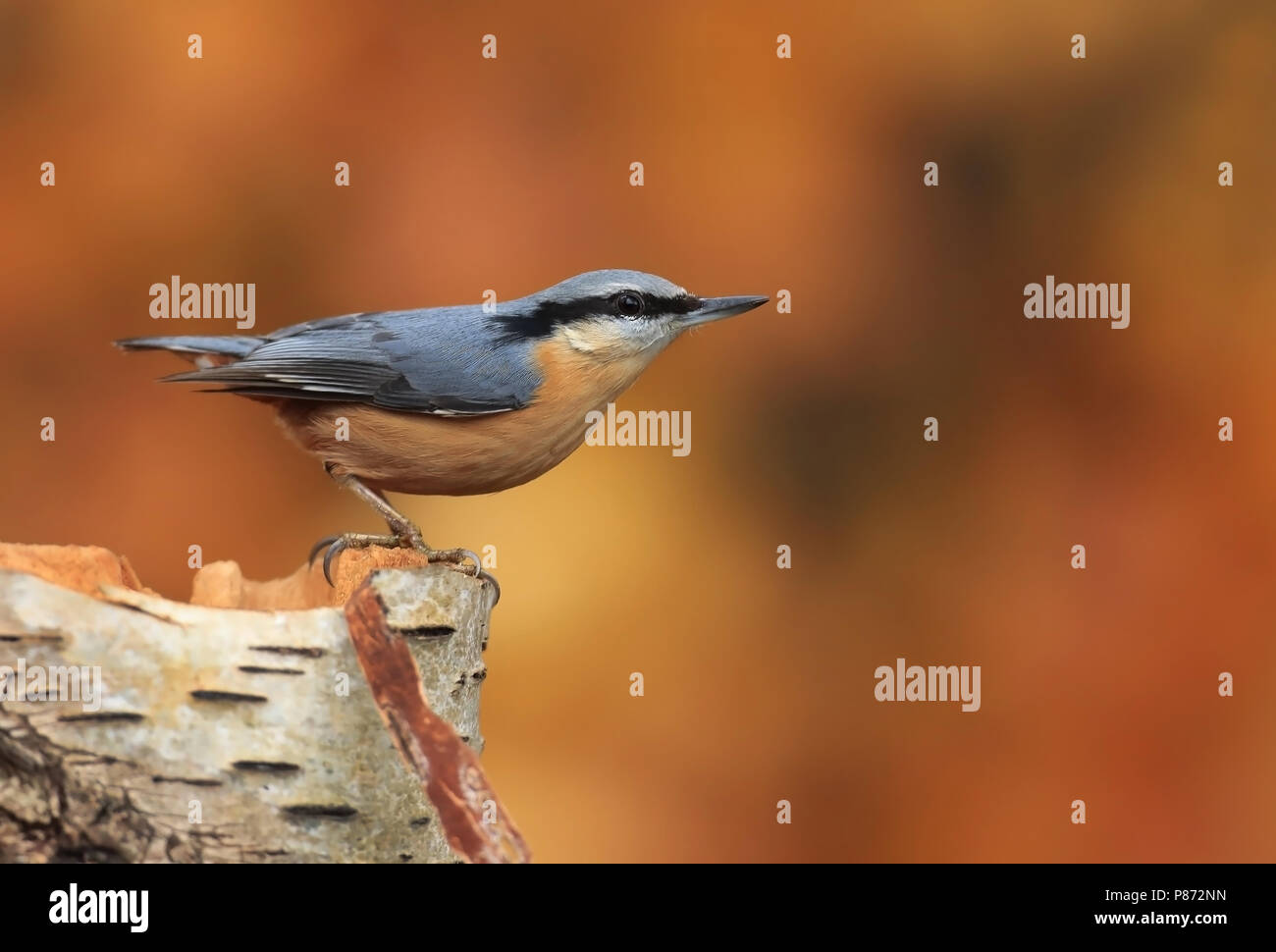 Bird image from European bird Stock Photo