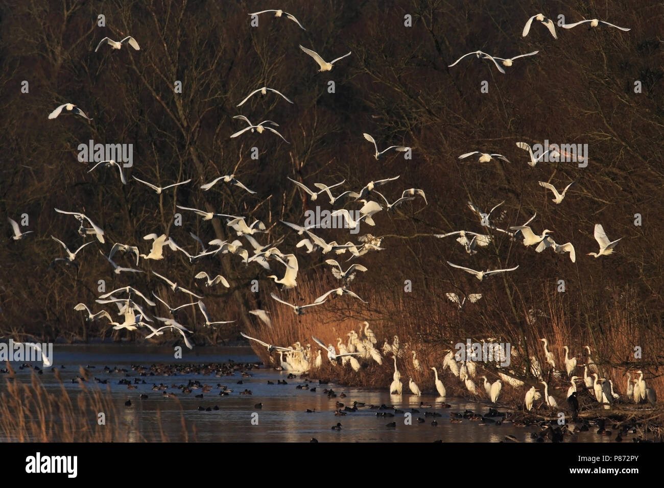 Als het lang vriest verzamelen grote zilverreigers zich op gemeenschappelijke slaapplaatsen in de Biesbosch. Het record schommelt rond de 1000 exempla Stock Photo