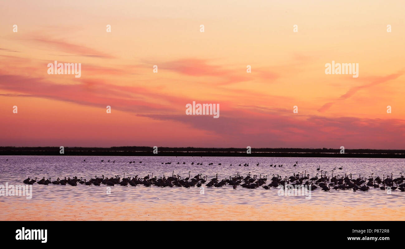 Foraging Greater Flamingo's (Phoenicopterus roseus) in the shallow waters of Veta la Palma, Spain. Stock Photo