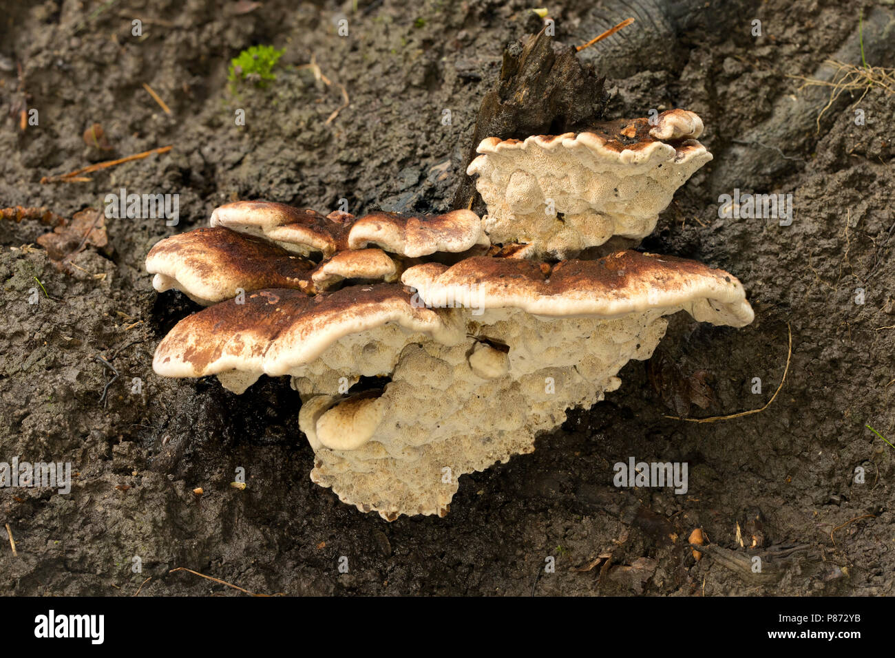 Toefige Labyrintzwam Blushing Rosette Stock Photo Alamy Toefige Labyrintzwam Blushing Rosette Stock Photo Alamy