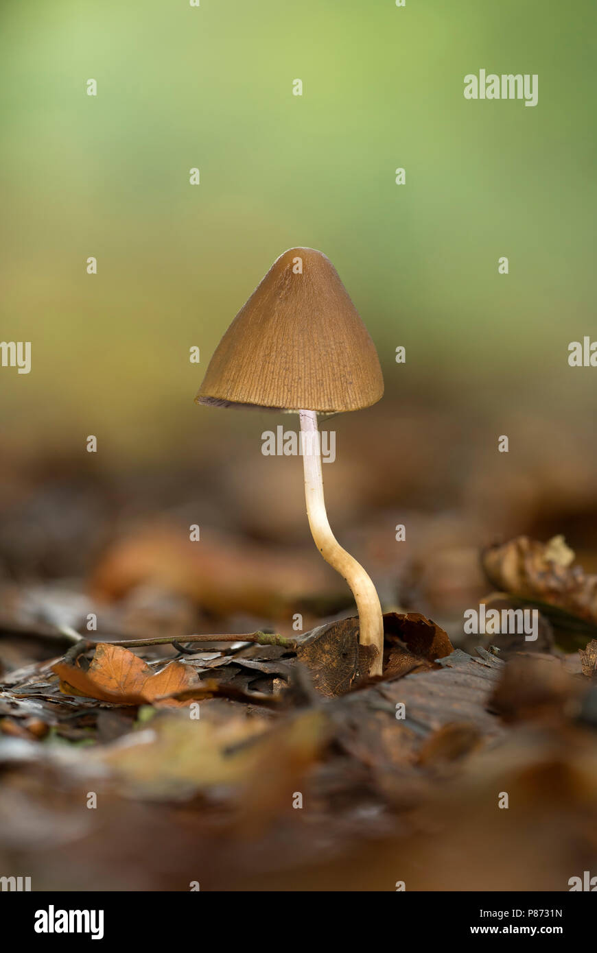 Langsteelfranjehoed, Conical Brittlestem mushroom Stock Photo Alamy