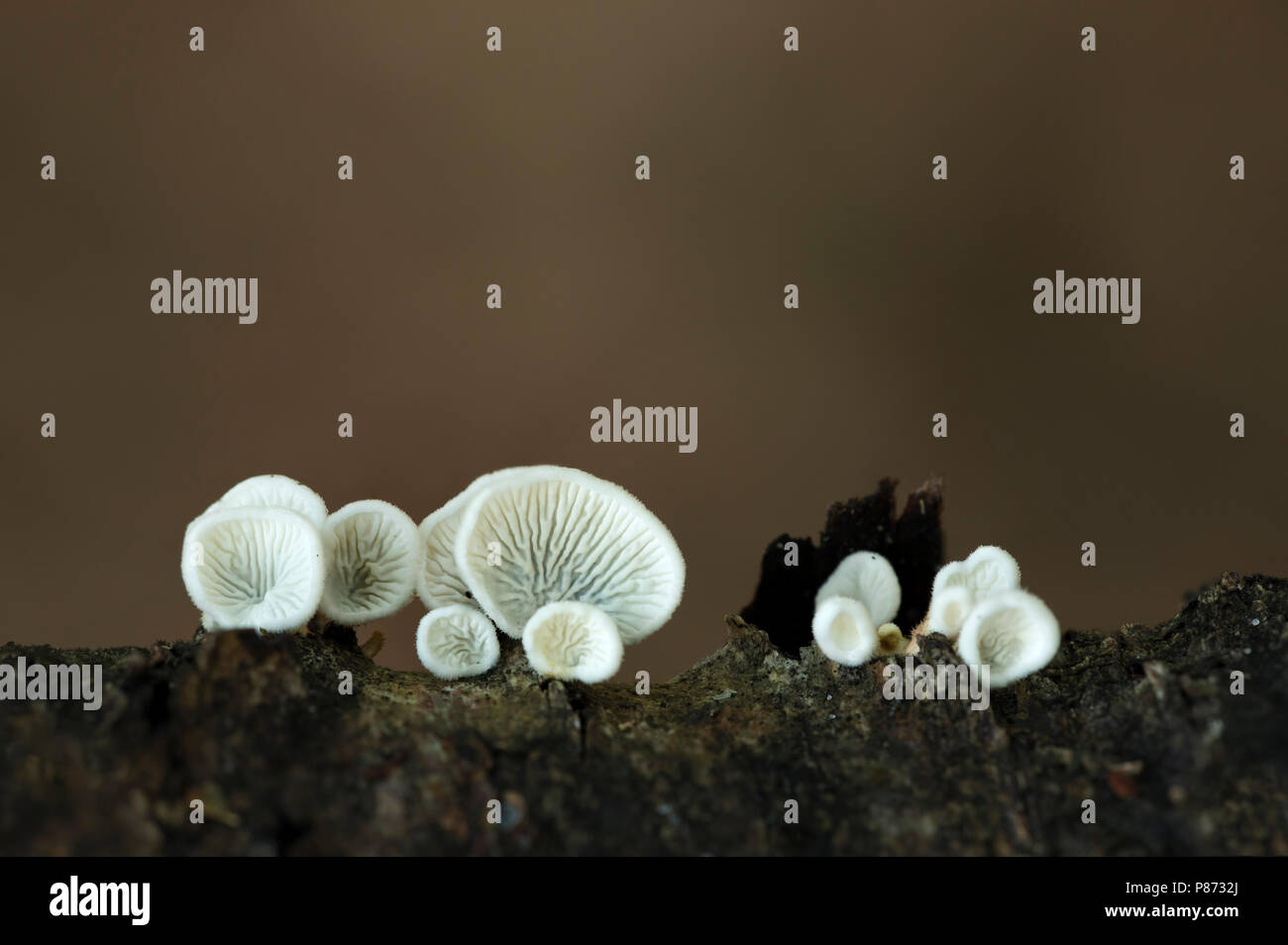 Plooivlieswaaiertje; Crimped Gill Fungus; Stock Photo