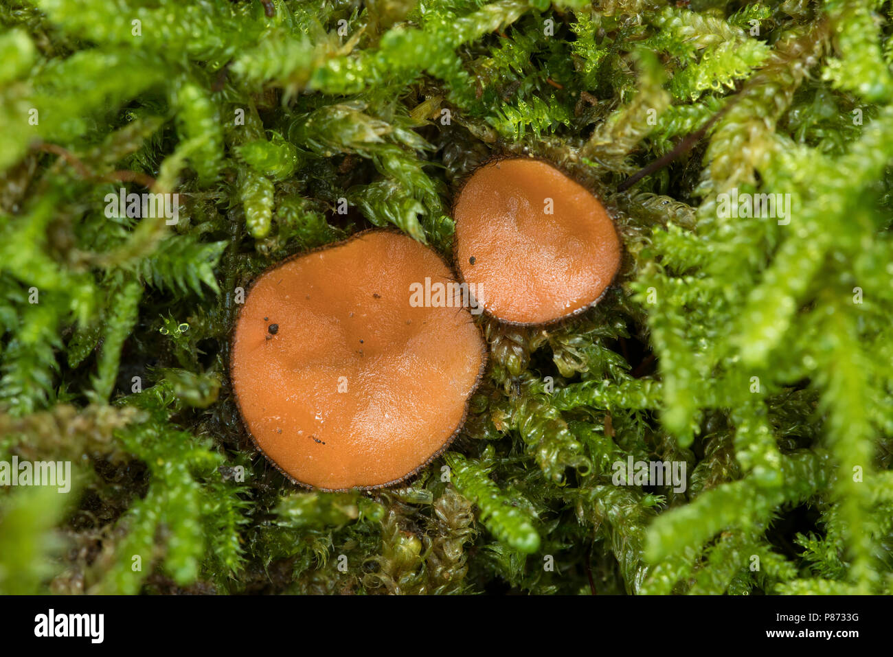 Gewone wimperzwam; Eyelash cup fungus; Stock Photo