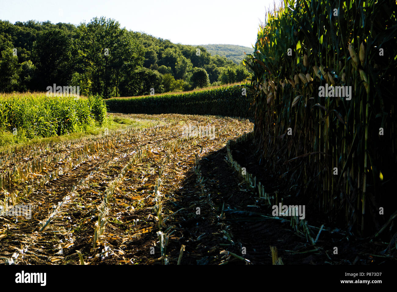 Sweet corn (maize) Growing outside the hamlet of Lexos in the Aveyron valley, part of the commune of Varen, Tarn et Garonne, Occitanie, France Stock Photo