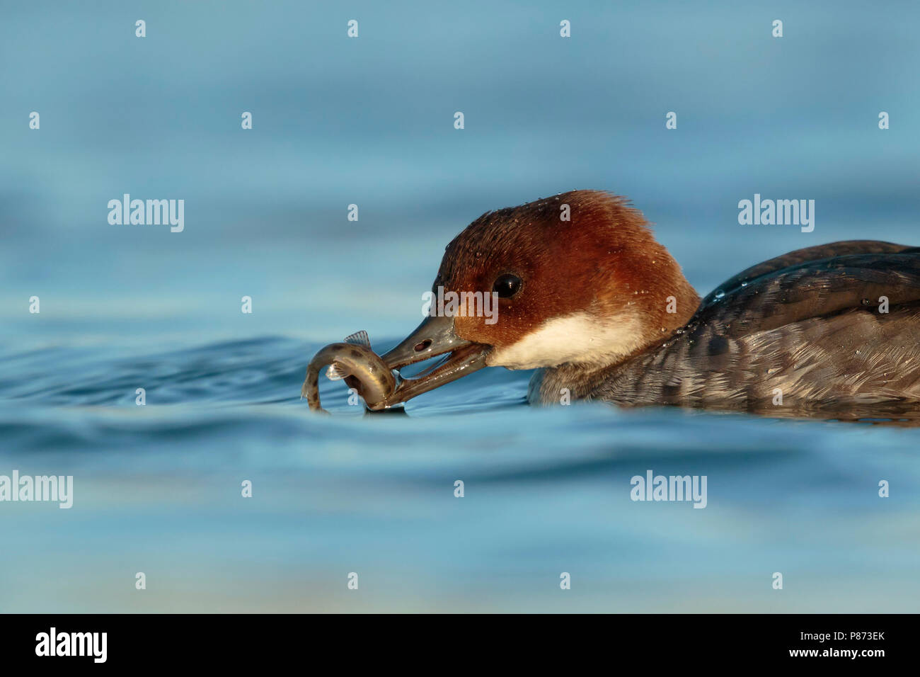 nonnetje met gevangen visje; smew caught a fish; Stock Photo