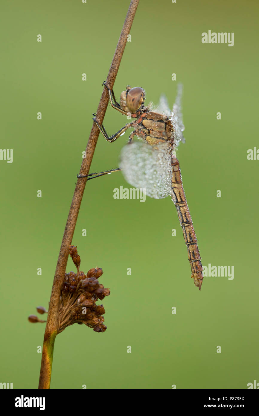 steenrode heidelibel; Vagrant darter; Stock Photo