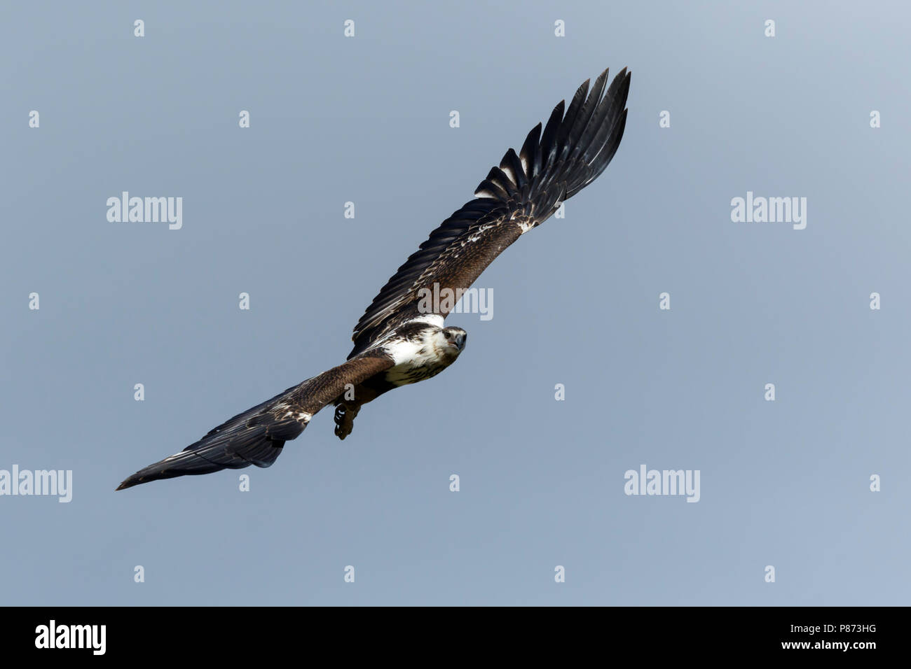Jonge Afrikaanse Zeearend in vlucht, Juvenile African Fish Eagle in flight, Stock Photo