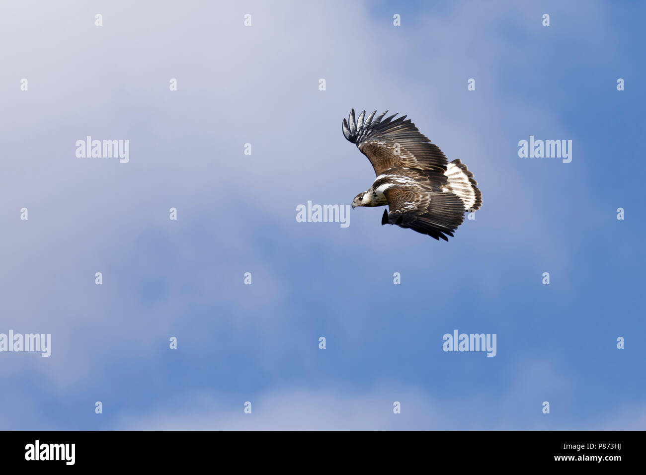 Afrikaanse Zeearend jong in vlucht, African Fish Eagle juvenile in flight, Stock Photo