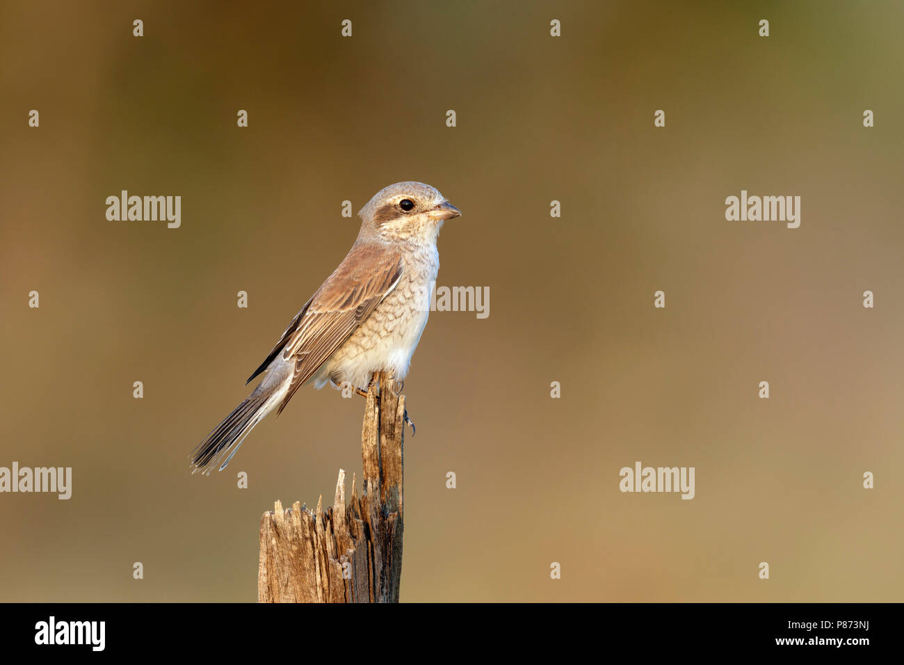 Grauwe Klauwier vrouw zittend op paaltje, Red-backed Shrike female stting on a branch, Stock Photo