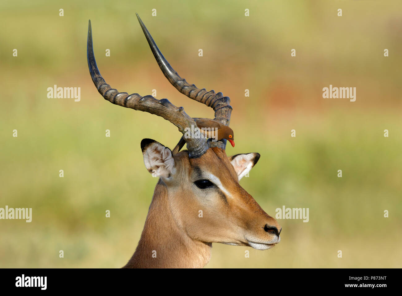 Roodsnavelossenpikker zitend op impala, Red-billed Oxpecker stting on impala, Stock Photo