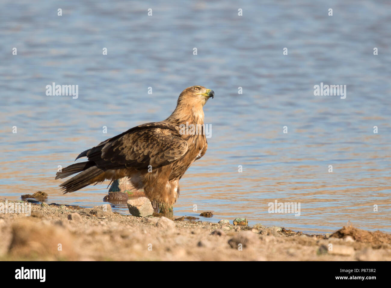 Savanne arend water drinkend; Tawny Eagle drinking water; Stock Photo