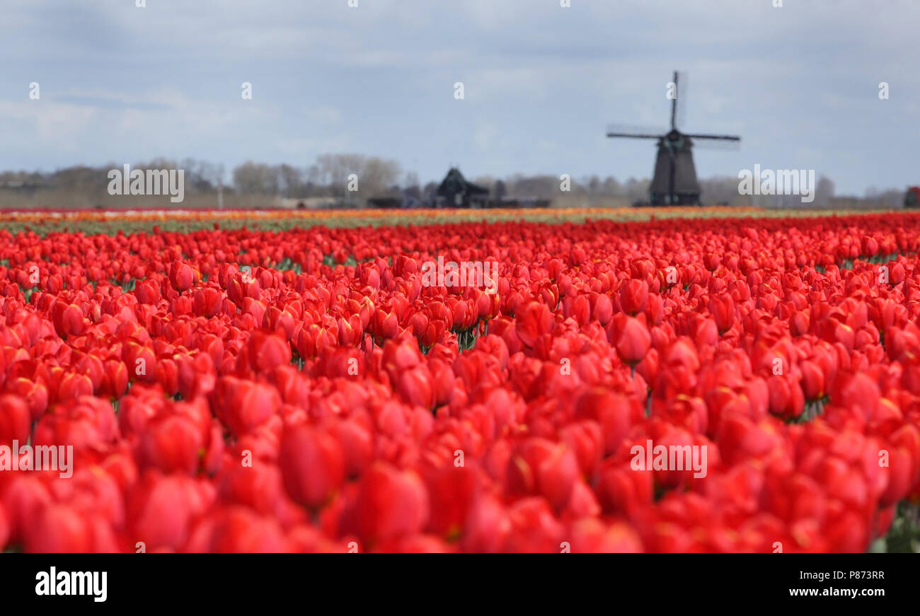 Uitgestrekte bedden met tulpen in Schagen. Stock Photo
