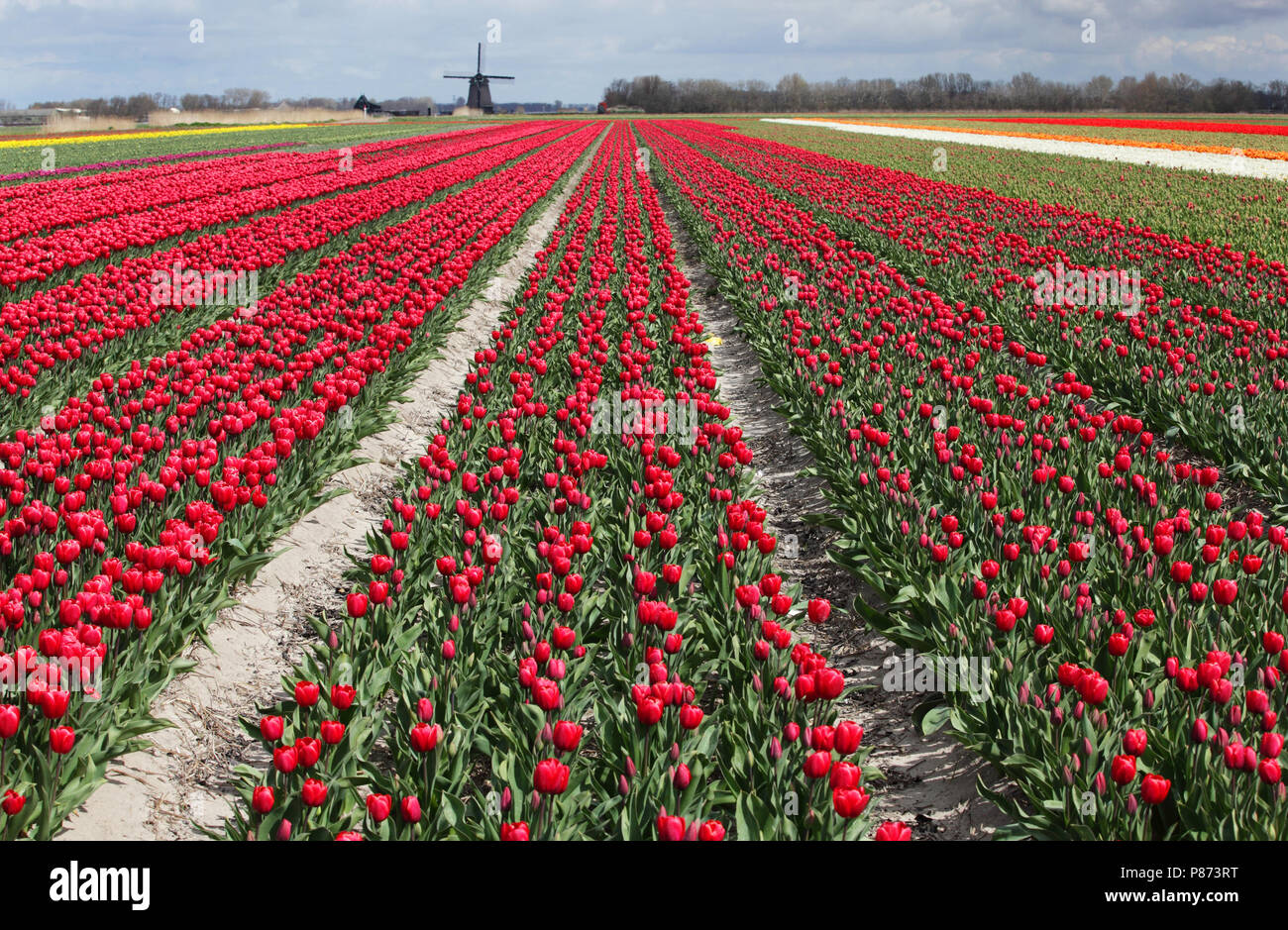 Tulpen bij Schagen. Stock Photo