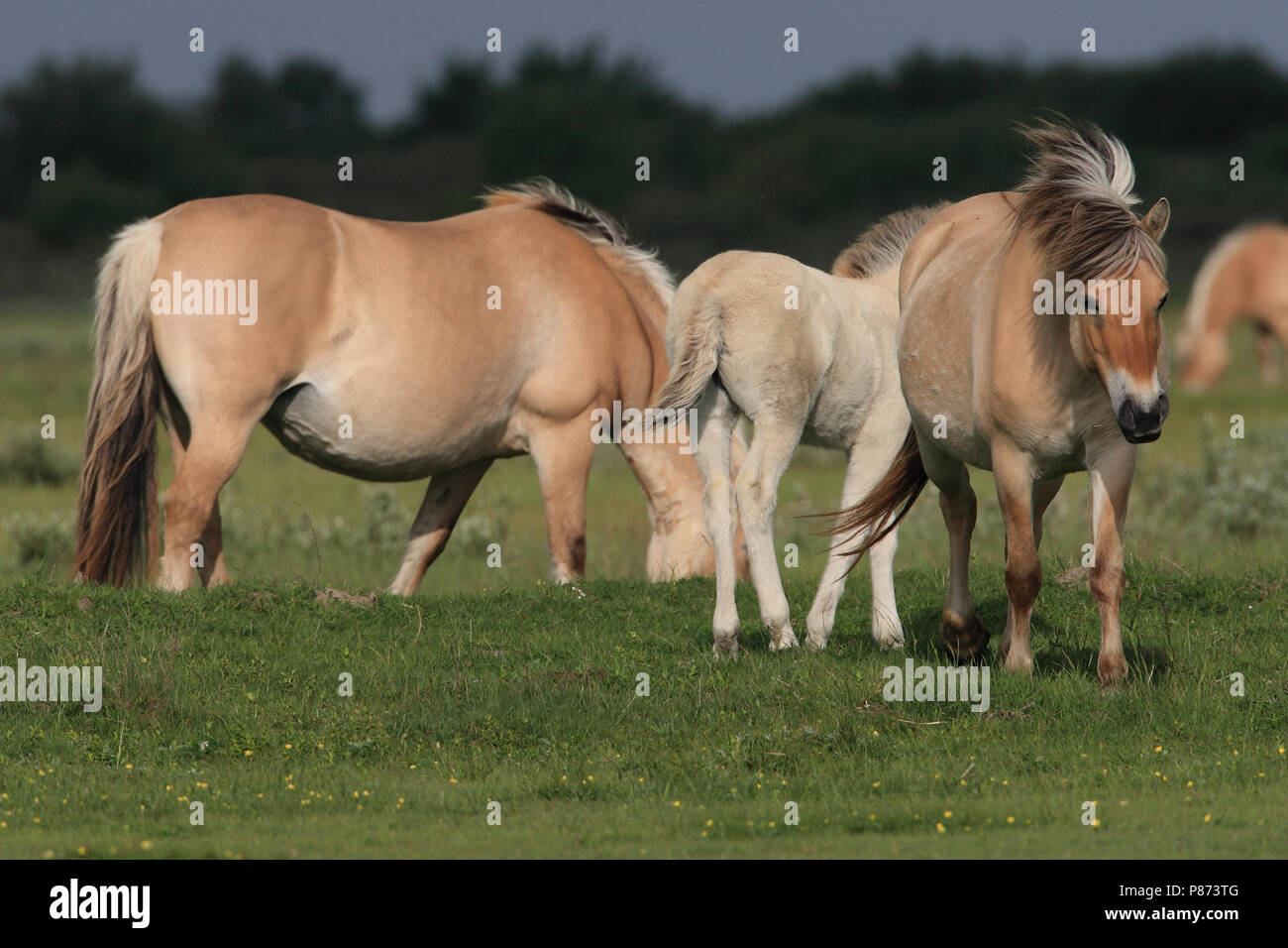 Bij het beheer van de Slikken van Flakkee worden Fjordenpaarden ingezet. Stock Photo