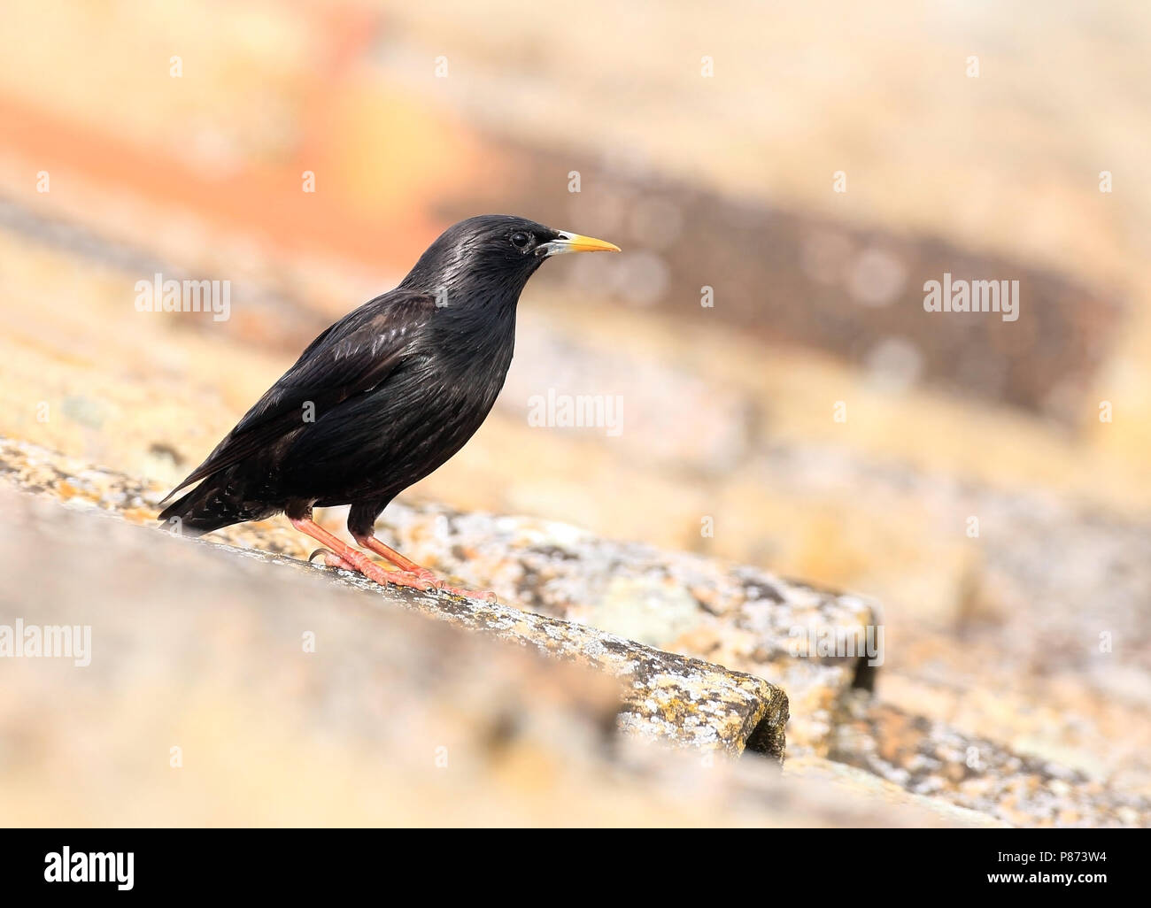 Spotless Starling Stock Photo