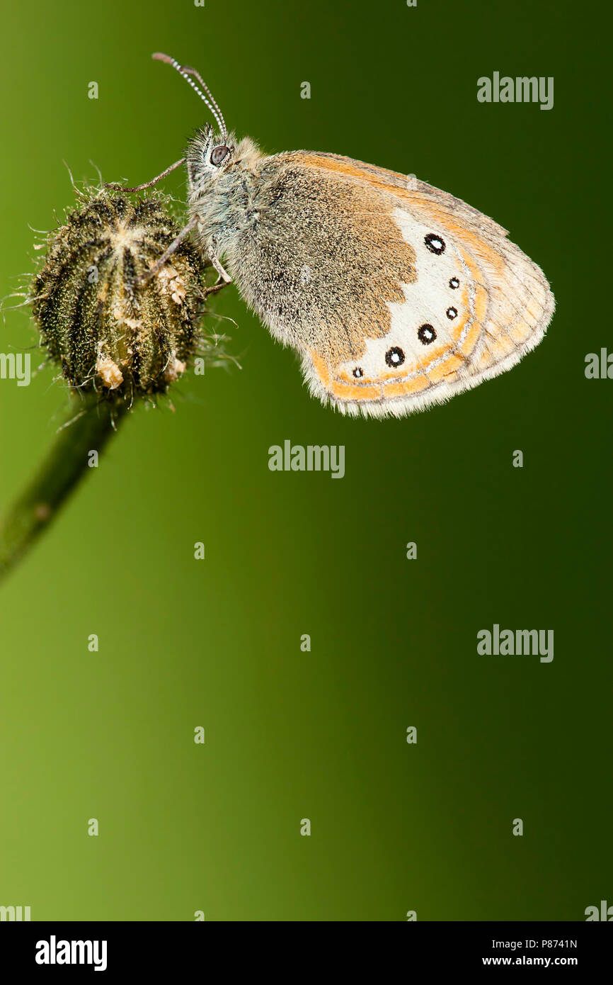 Alpenhooibeestje / Alpine Heath (Coenonympha gardetta) Stock Photo