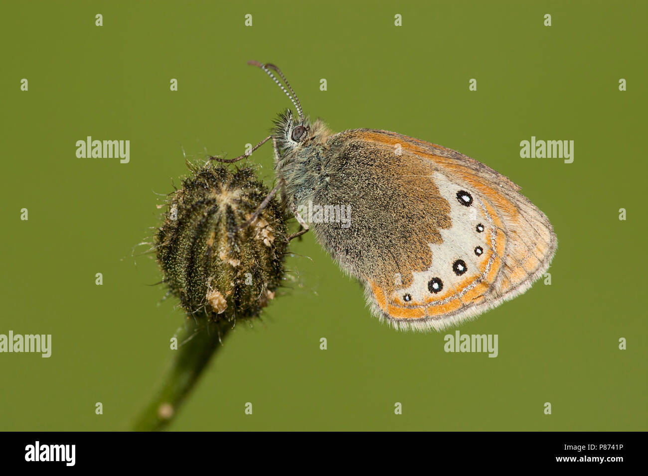 Alpenhooibeestje / Alpine Heath (Coenonympha gardetta) Stock Photo