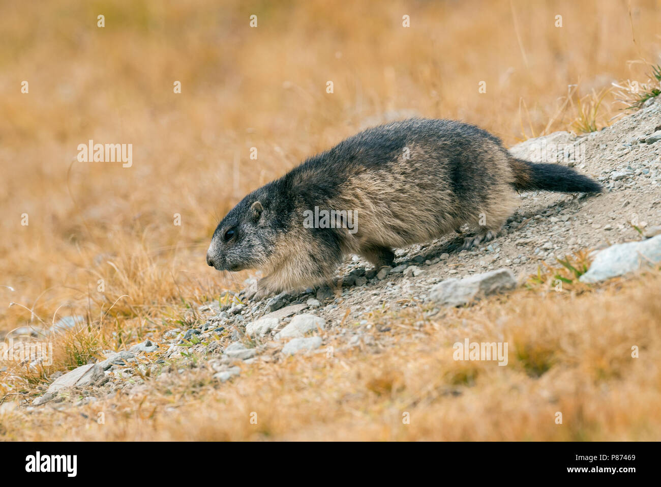 Alpine Marmot, Alpenmarmot Stock Photo