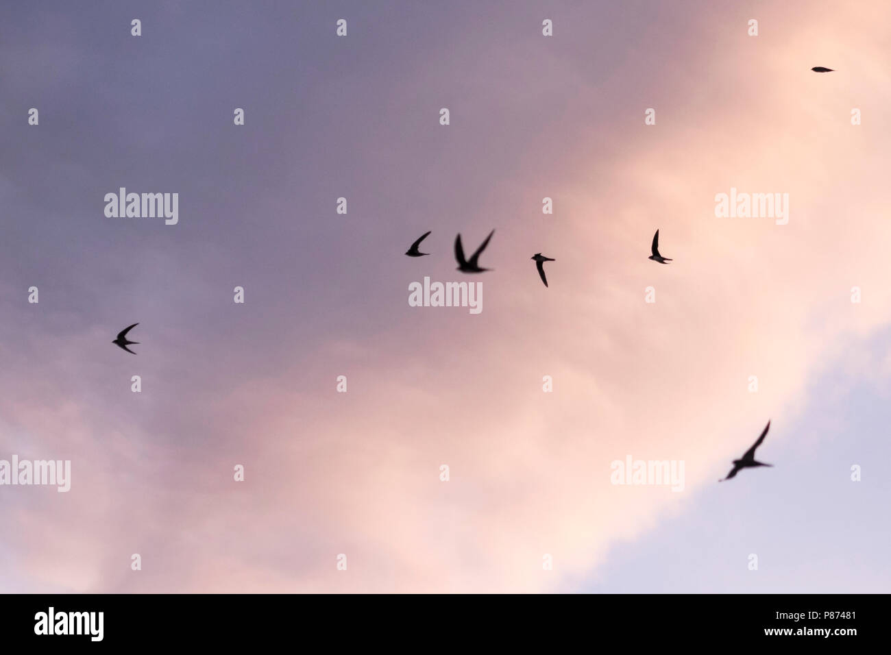 Alpine Swift - Alpensegler - Tachymarptis melba ssp. melba, Germany ...