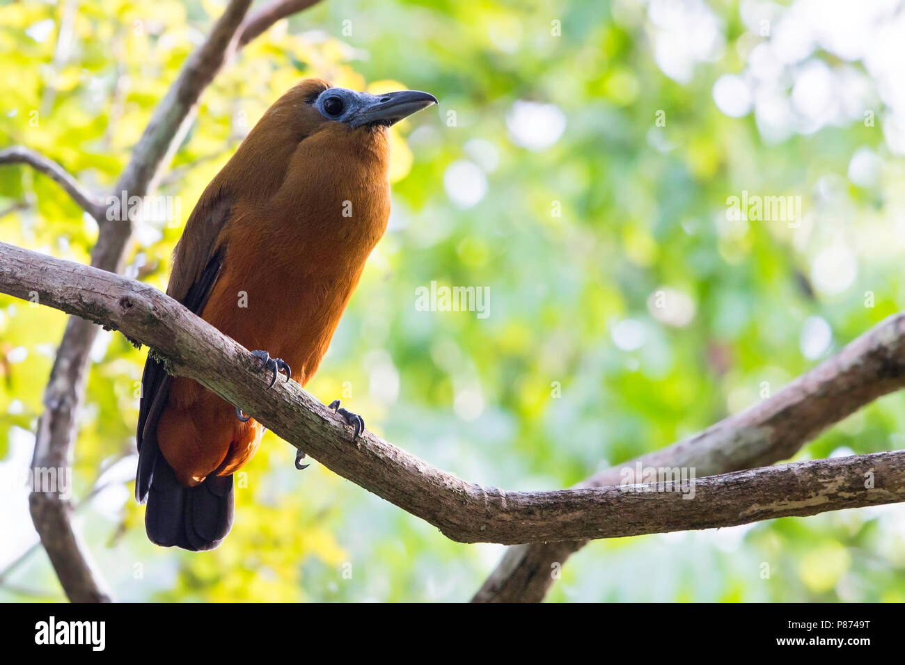 Capuchinbird (Perissocephalus tricolor), a large passerine bird of the family Cotingidae and is found in humid forests. The most distinctive feature i Stock Photo
