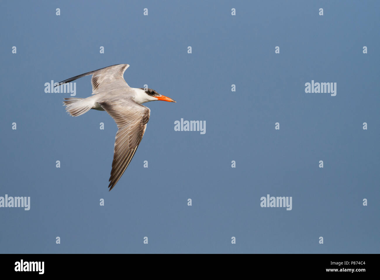 CasReuzenstern; Caspian Tern, Hydroprogne caspia, Oman, 2nd cy Stock Photo