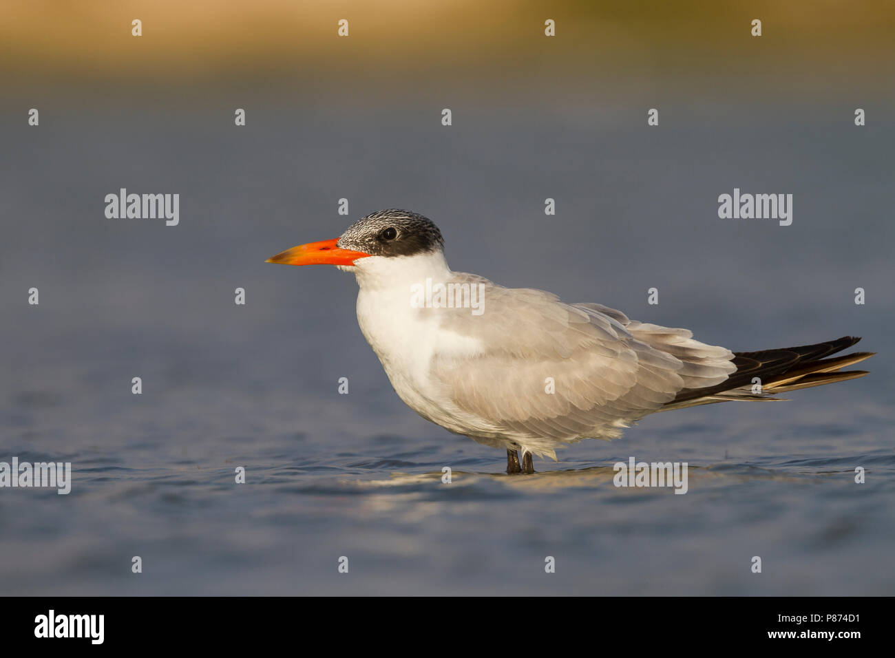 Reuzenstern; Caspian Tern, Hydroprogne caspia, Oman, 2nd cy Stock Photo