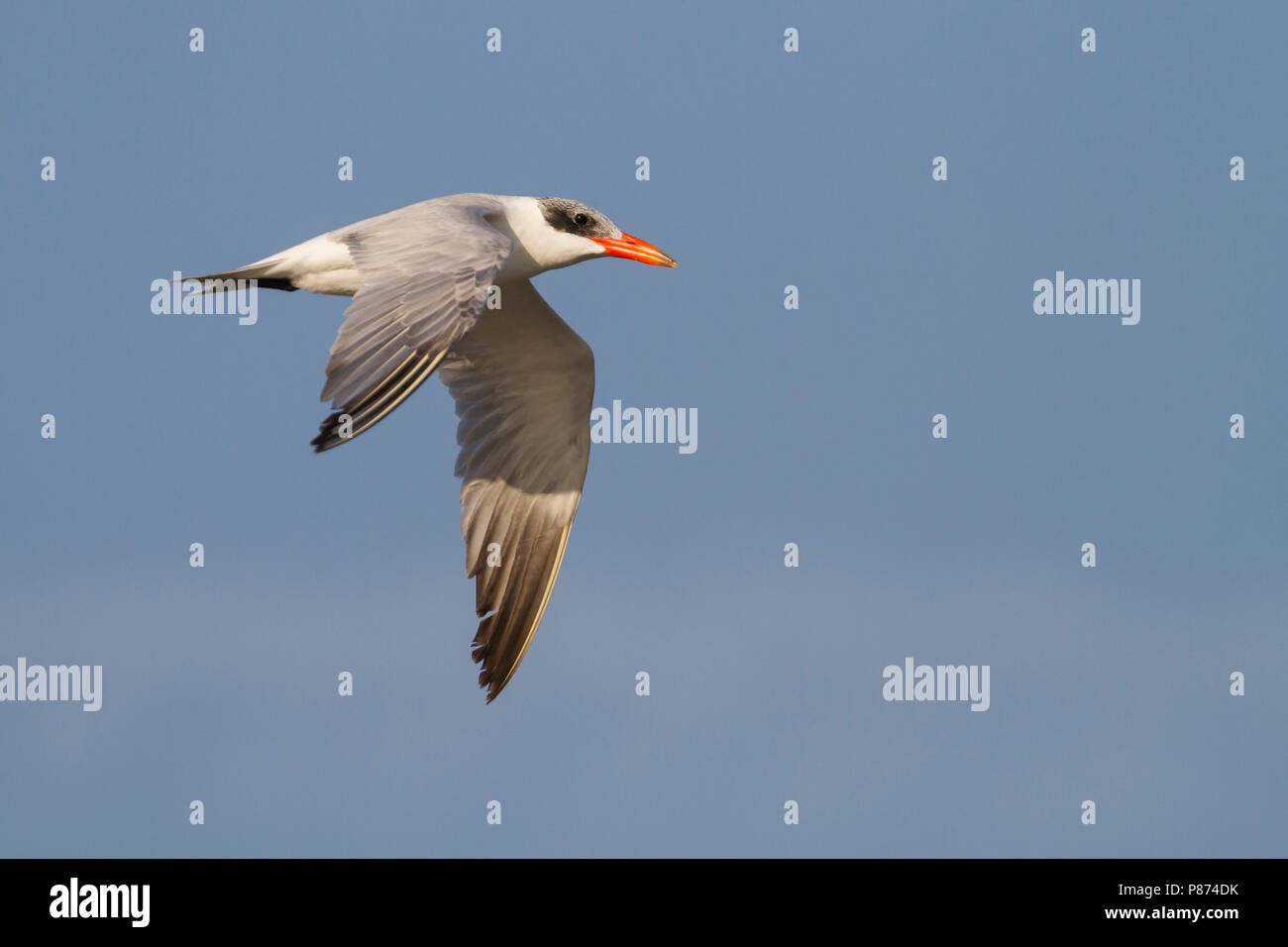 Reuzenstern; Caspian Tern; Sterna caspia, Oman, adult Stock Photo