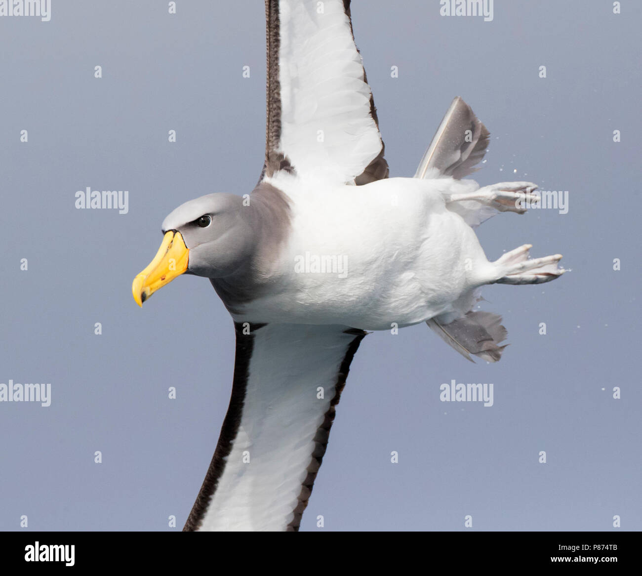 Chatham Albatross (Thalassarche eremita) in flight near its only