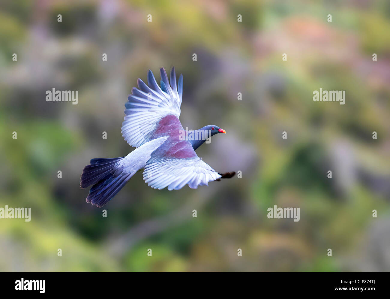 Chatham Pigeon (Hemiphaga chathamensis) flying over remnant forest valley on main Chatham Island Stock Photo
