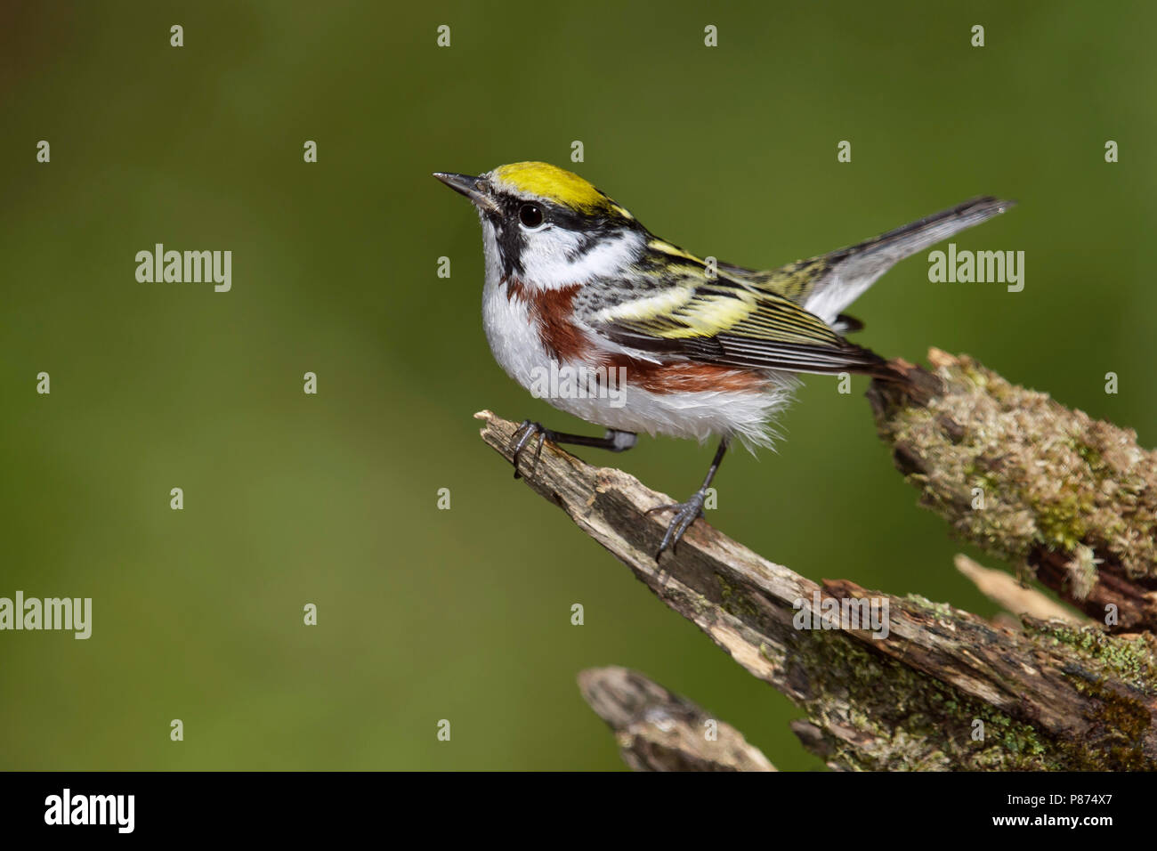 Adult male Galveston Co., TX April 2014 Stock Photo