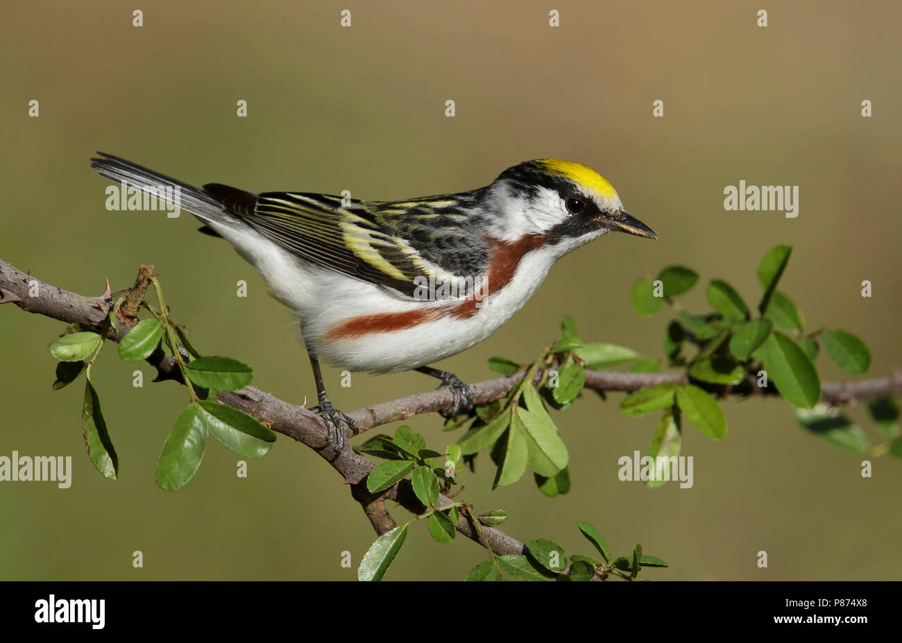 Adult male Galveston Co., TX April 2014 Stock Photo