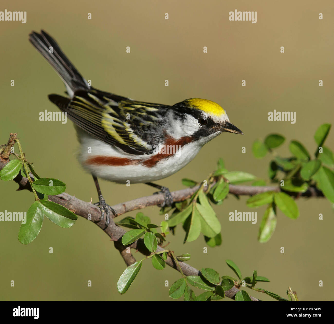 Adult male Galveston Co., TX April 2014 Stock Photo