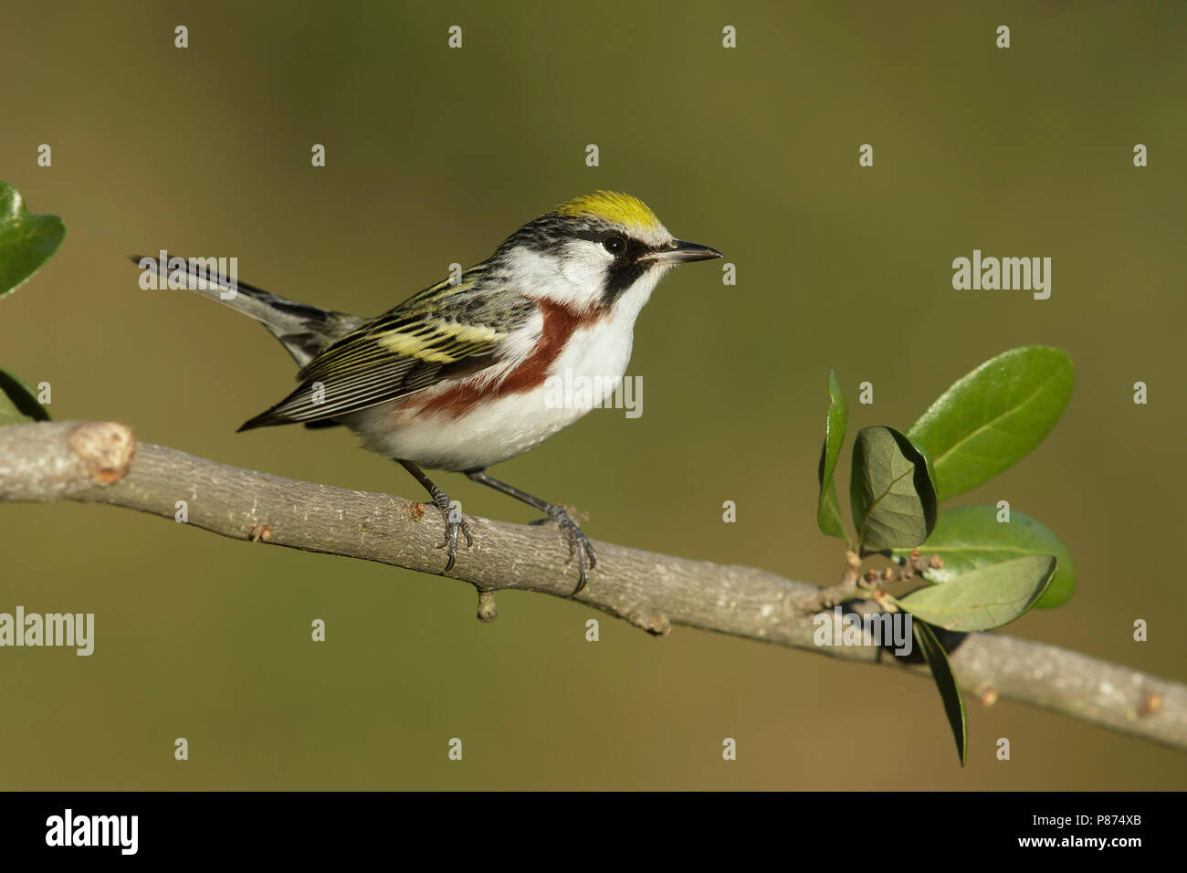 Adult male Galveston Co., TX April 2014 Stock Photo