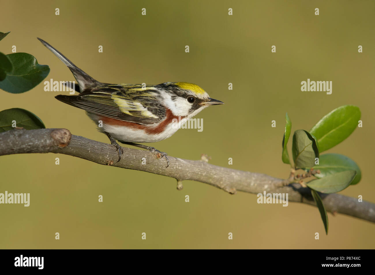 Adult male Galveston Co., TX April 2014 Stock Photo