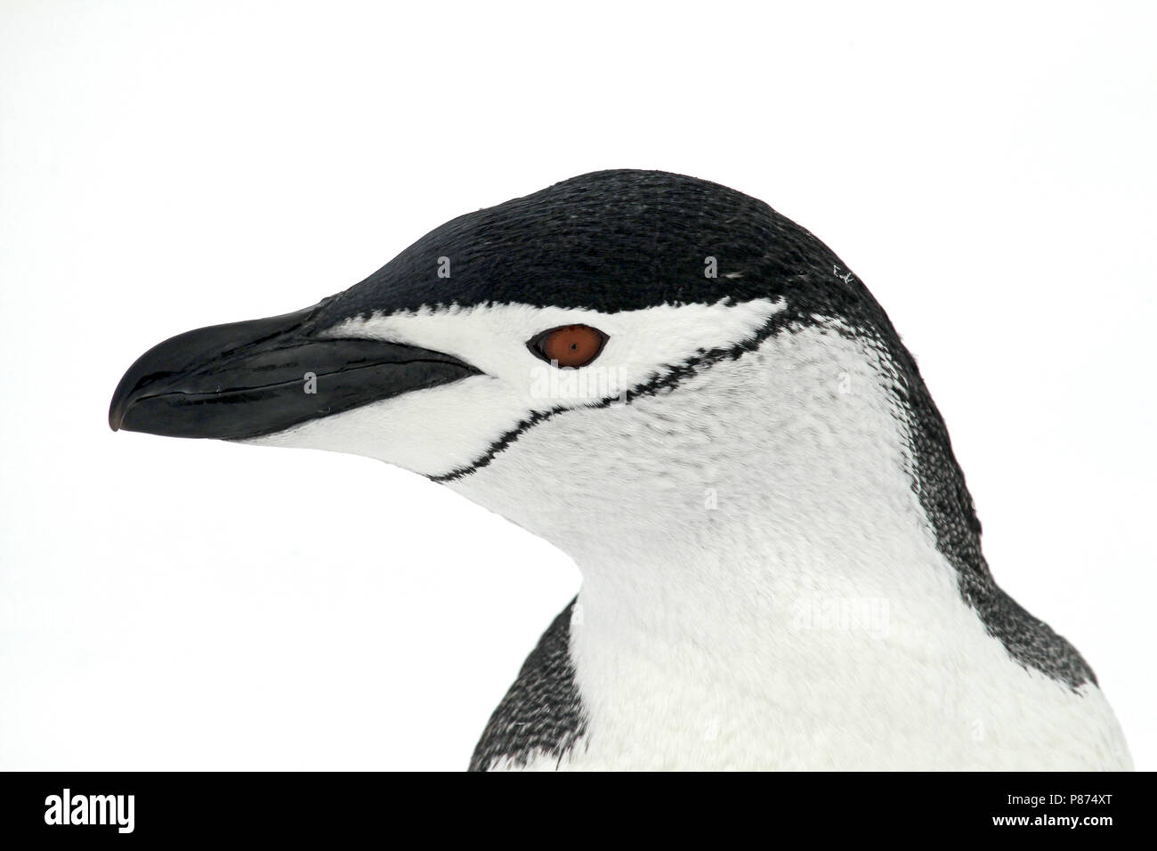 Chinstrap Penguin (Pygoscelis antarcticus) in Antarctica. Stock Photo