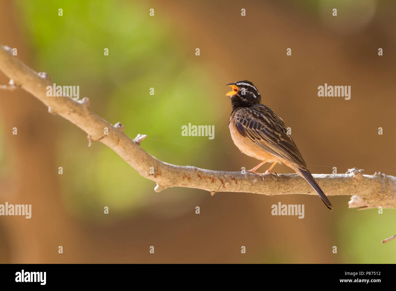 Cinnamon-breasted Bunting - Bergammer - Emberiza tahapisi ssp. arabica, adult male Stock Photo