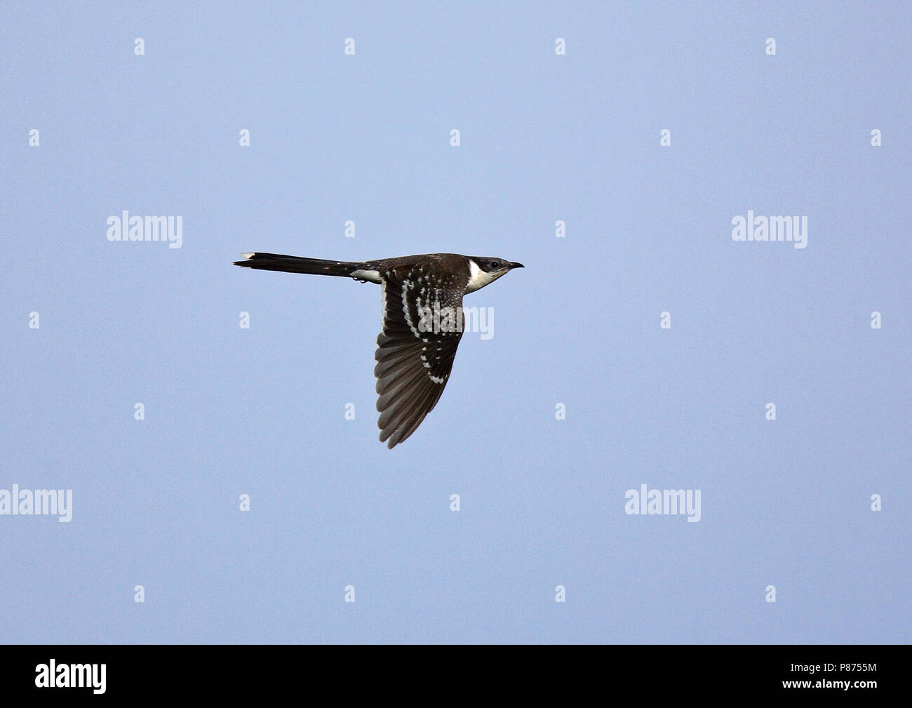 Great Spotted Cuckoo (Clamator glandarius), a brood parasite that lays its eggs in the nests of corvids, in particular the Eurasian magpie. Stock Photo