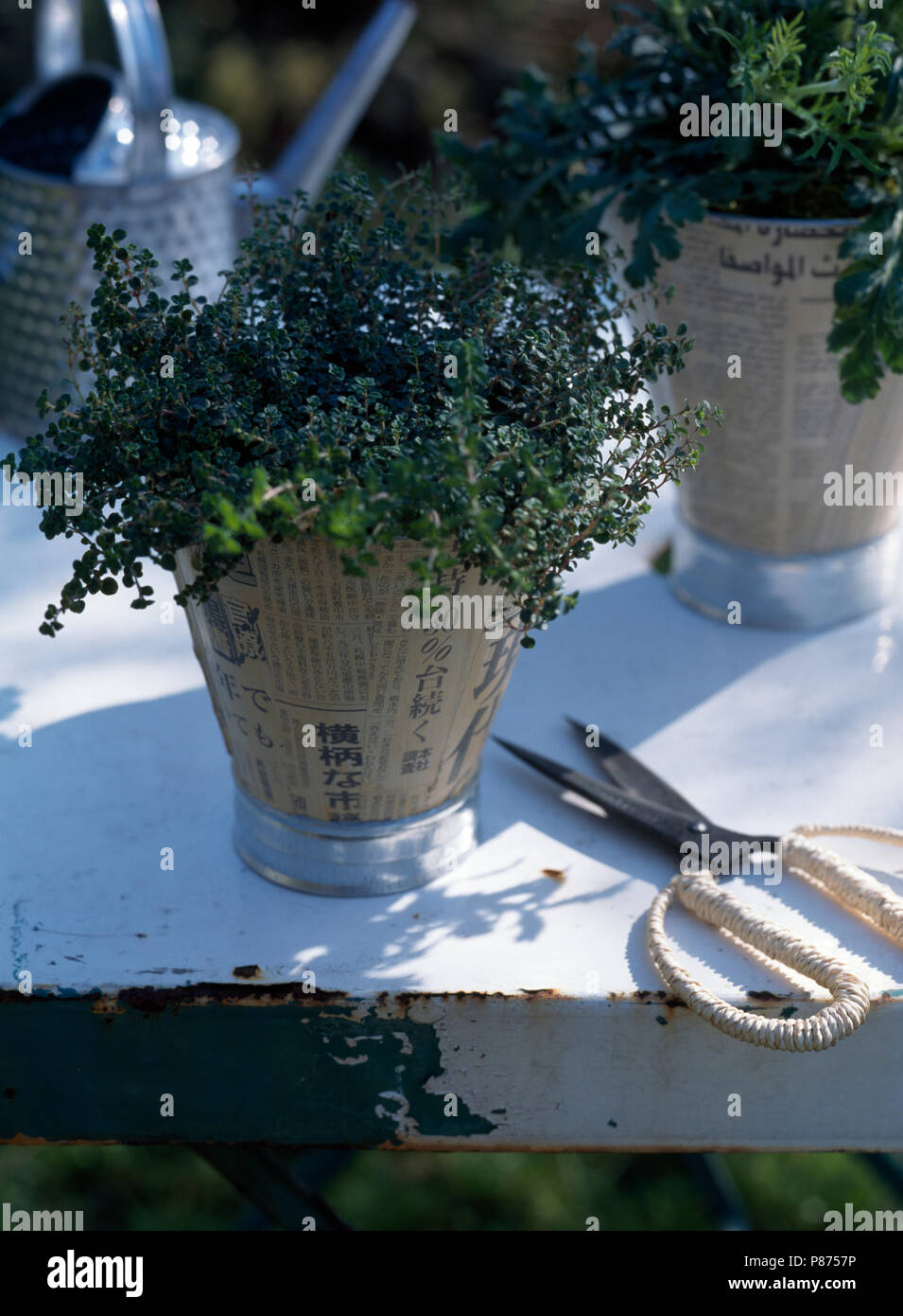 Closeup of herbs planted in galvanized zinv pots covered with old