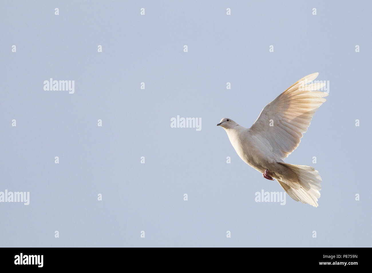 Collared dove flying flight hires stock photography and images Alamy