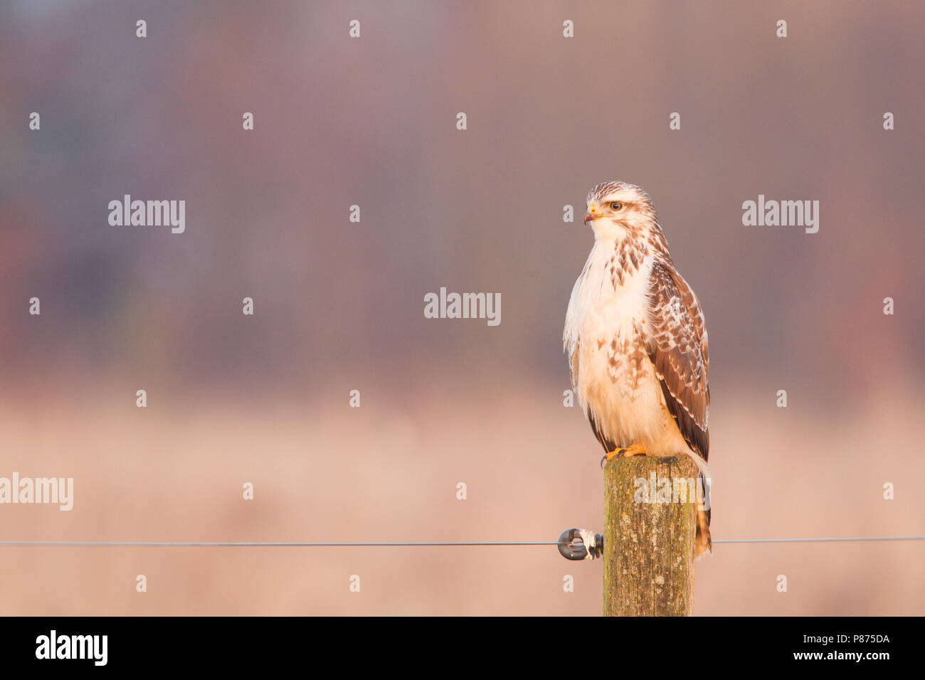 Buizerd op een paal, Common Buzzard perched on a pole Stock Photo
