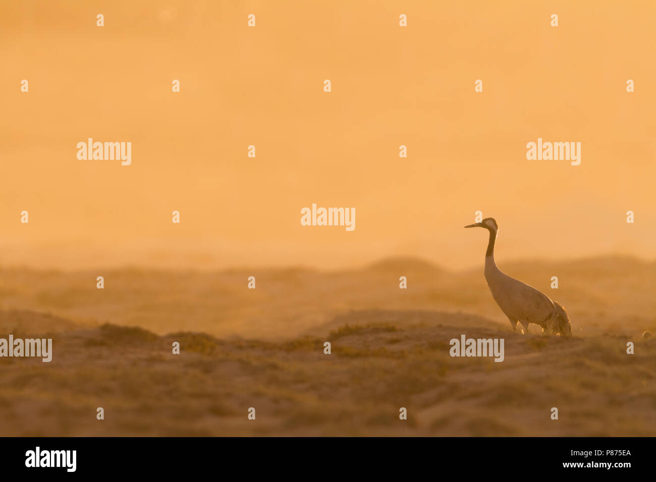 Common Crane - Kranich - Grus grus, Oman, adult Stock Photo